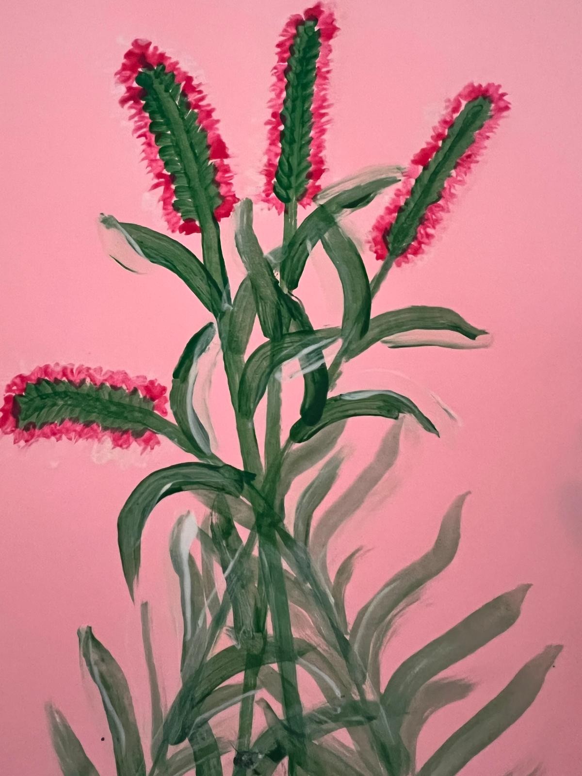 Long crimson flower spikes and sweeping green leaves against a pink background.